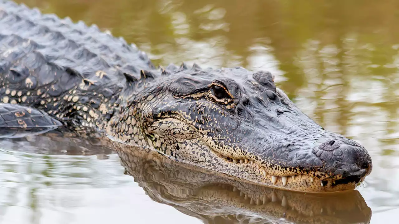 Florida woman attacked by alligators at country club identified