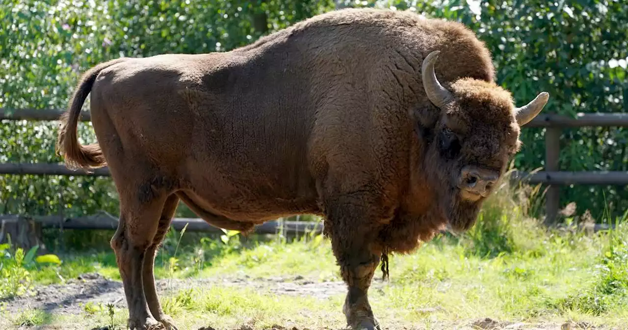 Wild bison return to UK for first time in thousands of years
