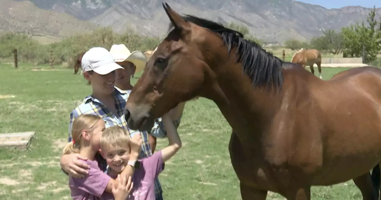 Volunteers find harmony and community at horse rescue