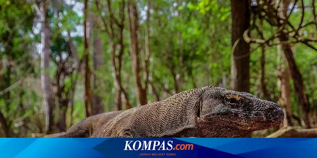 Pengelolaan Bersama TN Komodo, Anggota DPRD NTT: Ini Beri Kontribusi Langsung Buat PAD