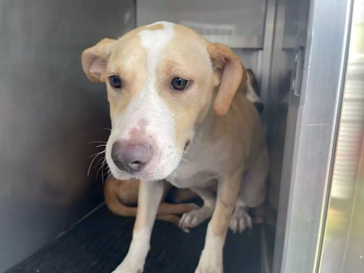 PHOTOS: 15 dogs rescued from ‘deplorable living conditions’ in San Jacinto County, officials say