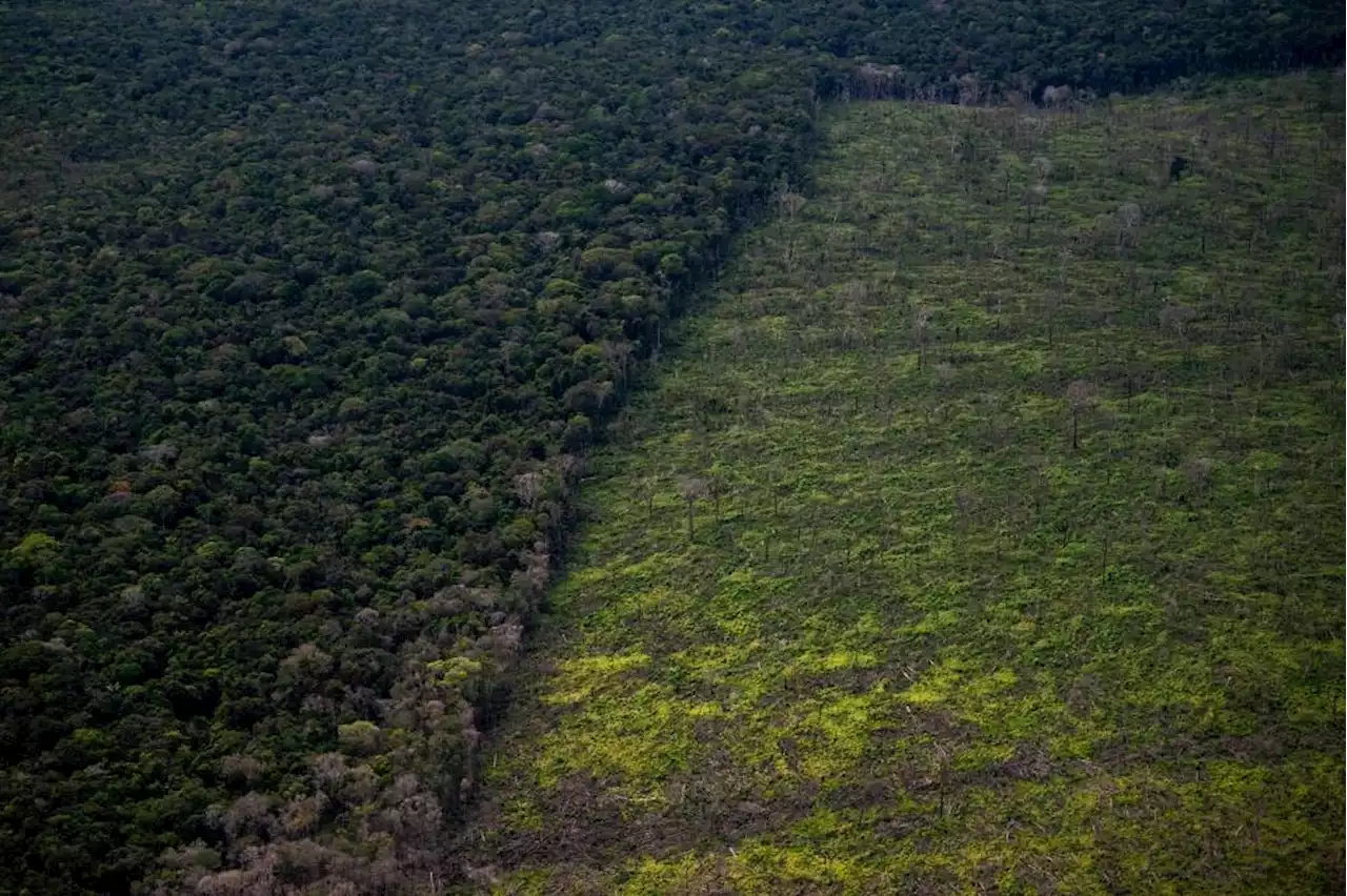 Report: Brazilian Amazon lost 18 trees per second in 2021