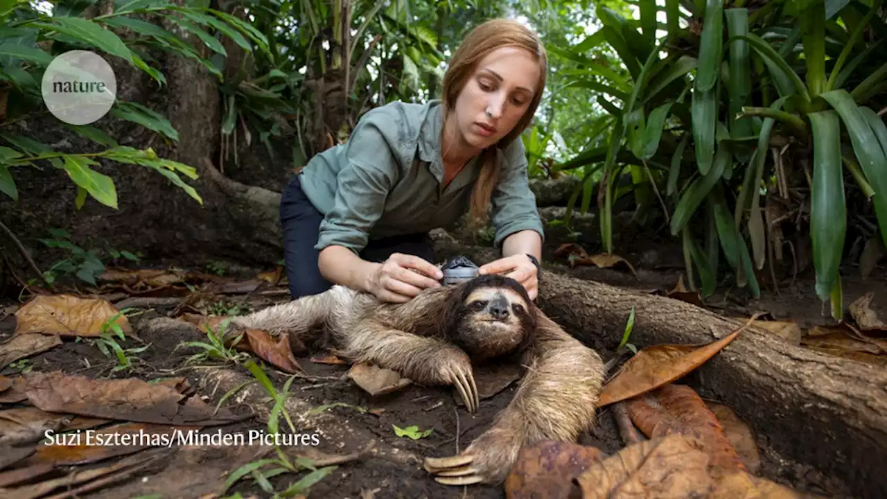 Slow science: how I’m protecting sloth species