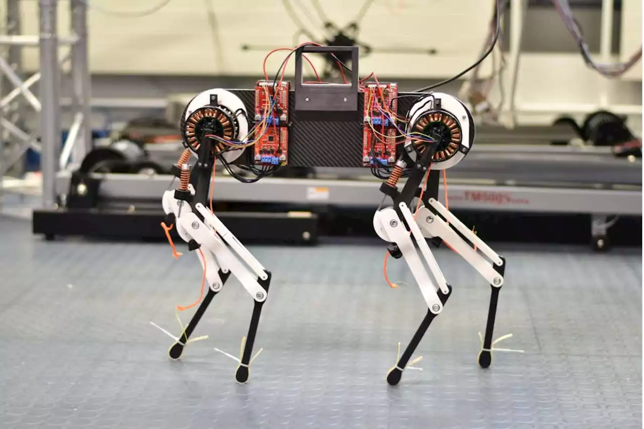 A four-legged robot can learn to walk in an hour like a newborn foal