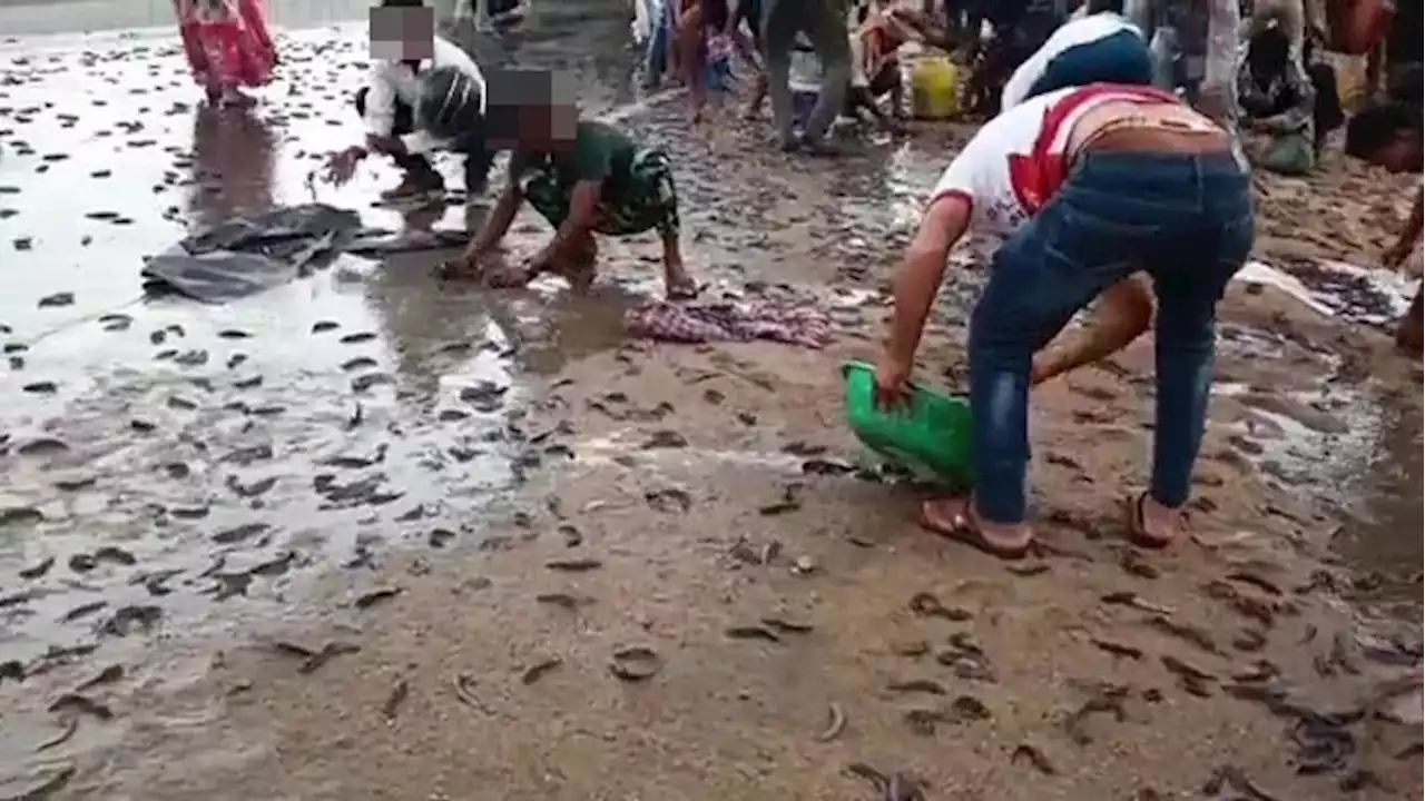 Hujan Ikan, Fenomena Aneh Akibat Musim Hujan Monsun Terparah di India