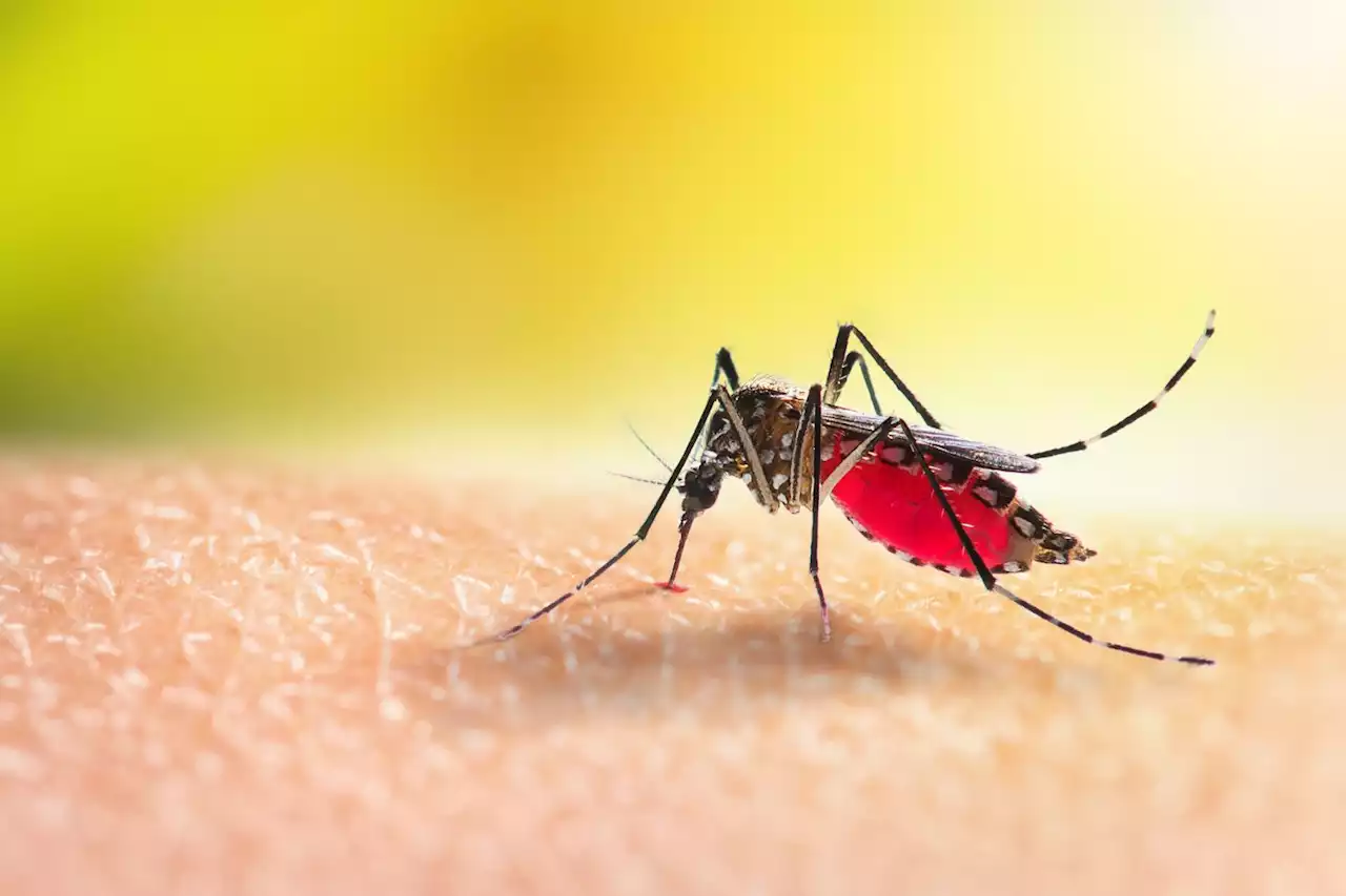 These are the high-risk malaria areas in South Africa | The Citizen