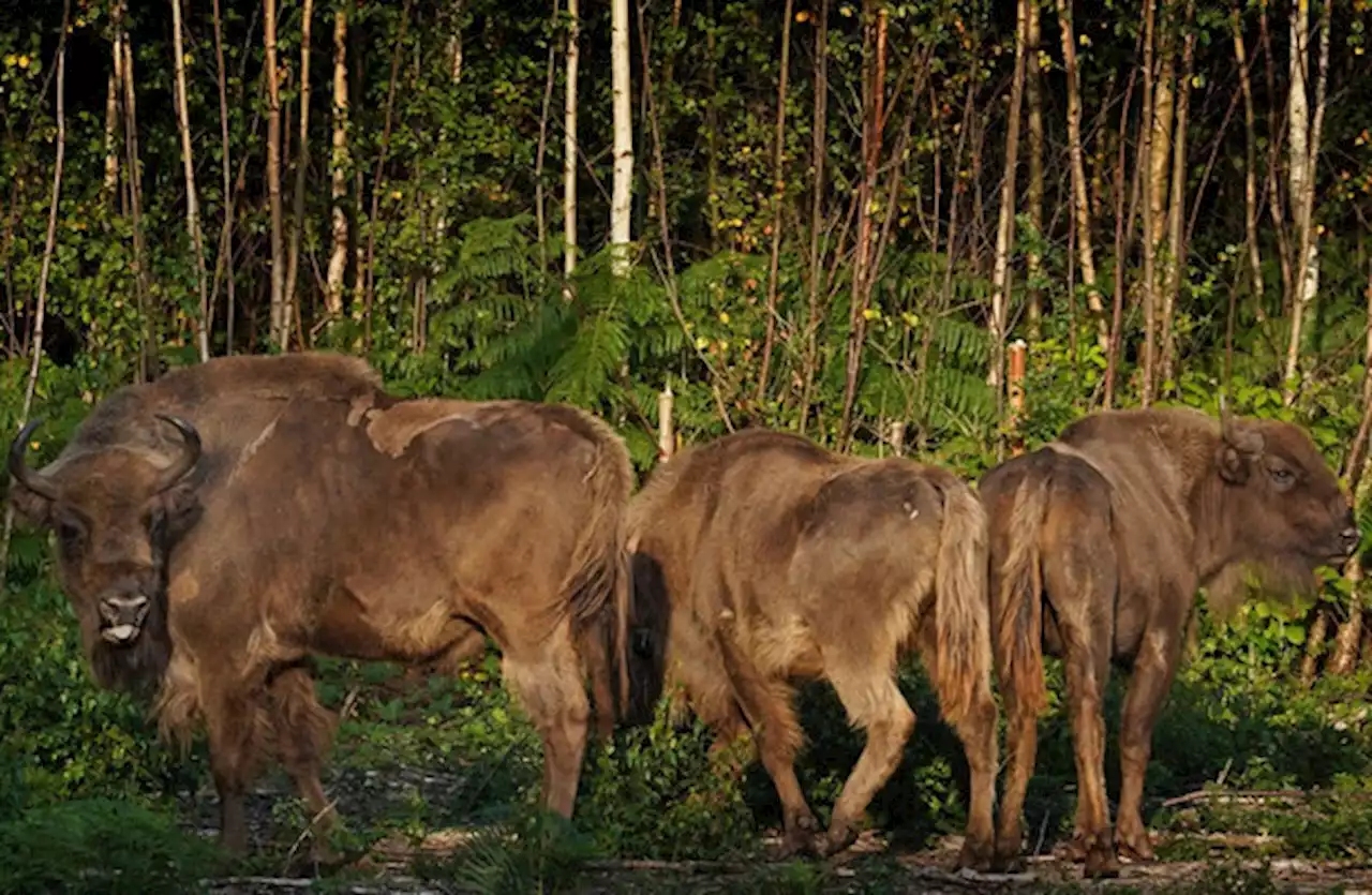 Two bison from Ireland are now roaming a UK forest for biodiversity