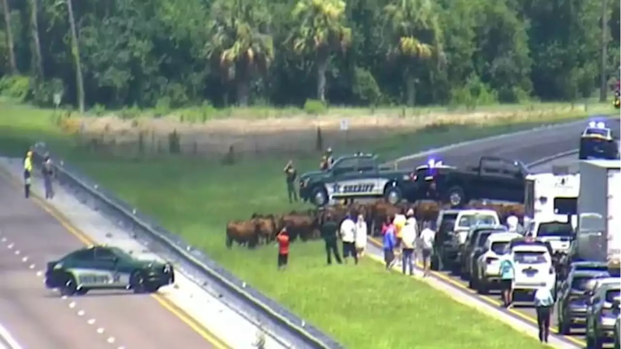 Cows ‘moo-ved’ off Florida’s Turnpike after escaping cattle hauler fire