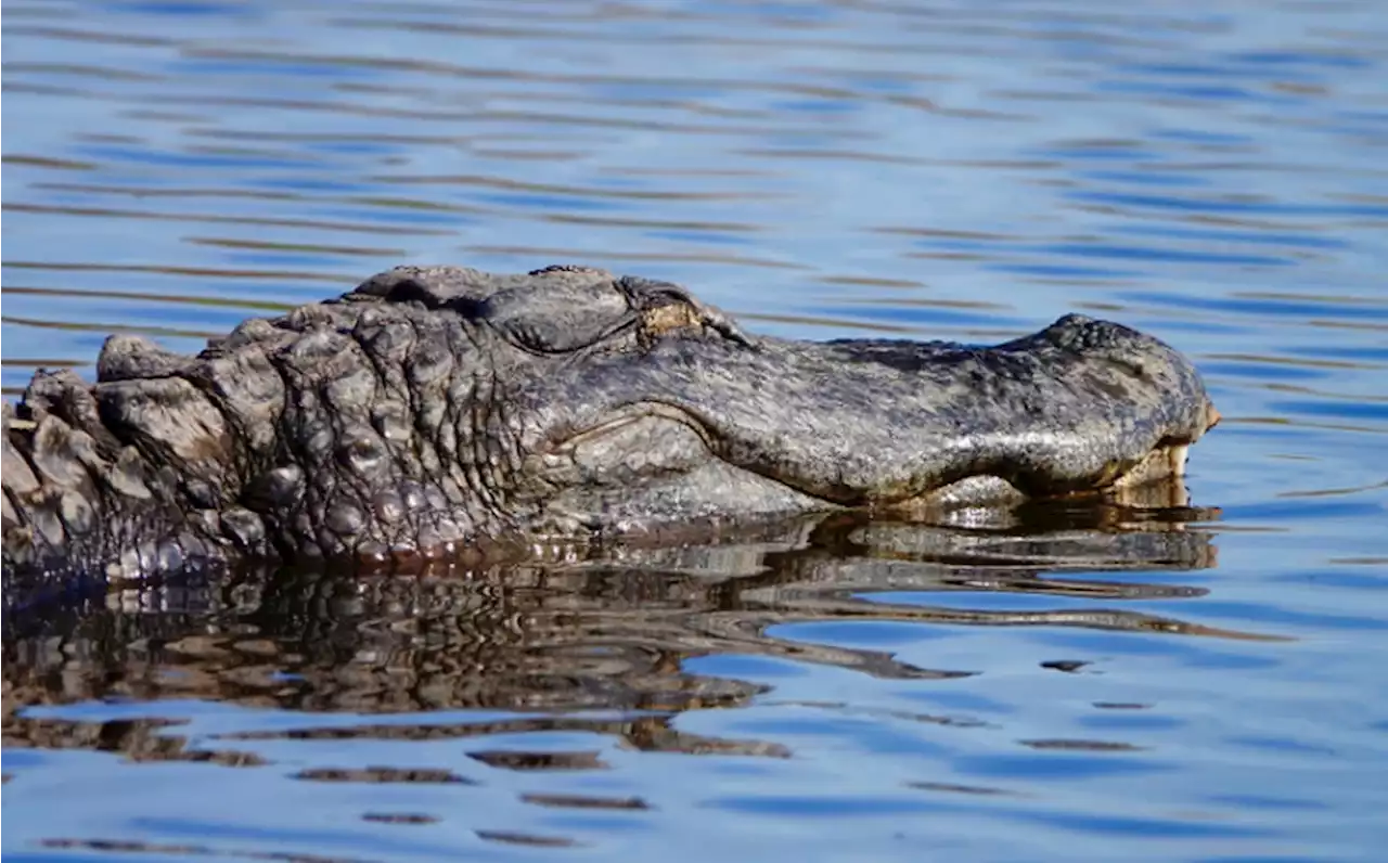 Sheriff: Florida woman found dead, grabbed by gators in pond