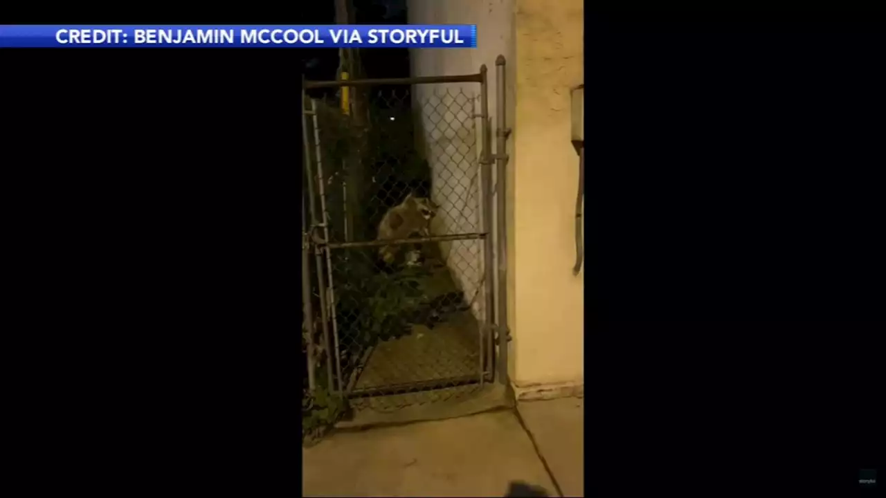 Caught on video: Man filming baby raccoons gets attacked in Philadelphia