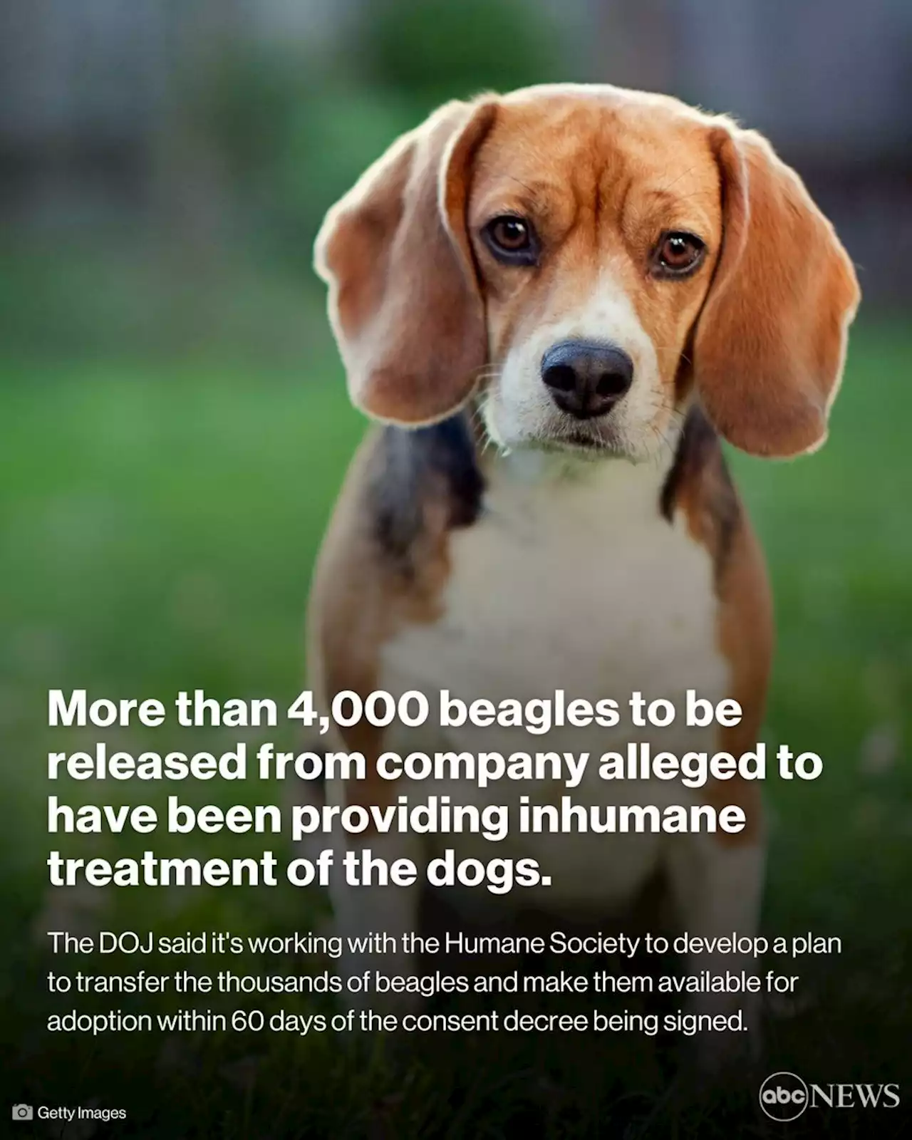 4,000 beagles to be released from Virginia breeding, research facility: DOJ