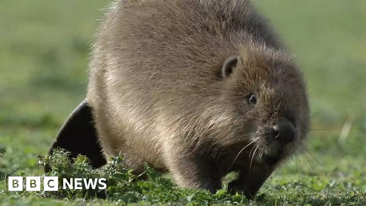 Beaver protection fears after law delay in England