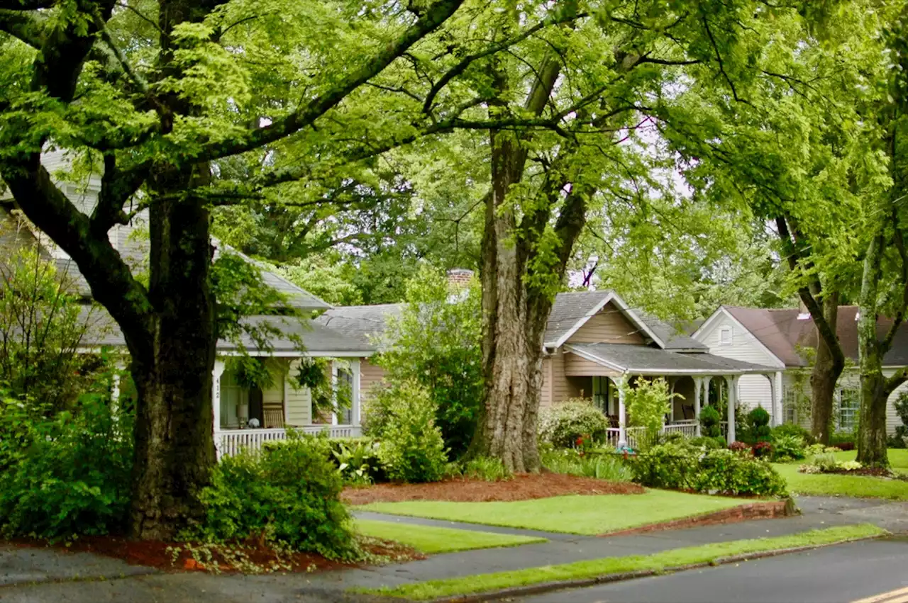 If You Have This Tree in Your Yard, Kill It and Cut It Down, Experts Warn