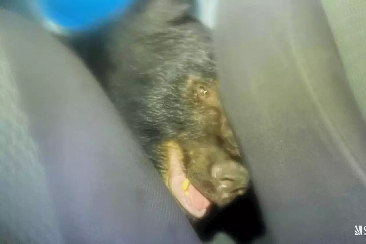 B.C. bear ravages car, poops inside after being trapped for three hours