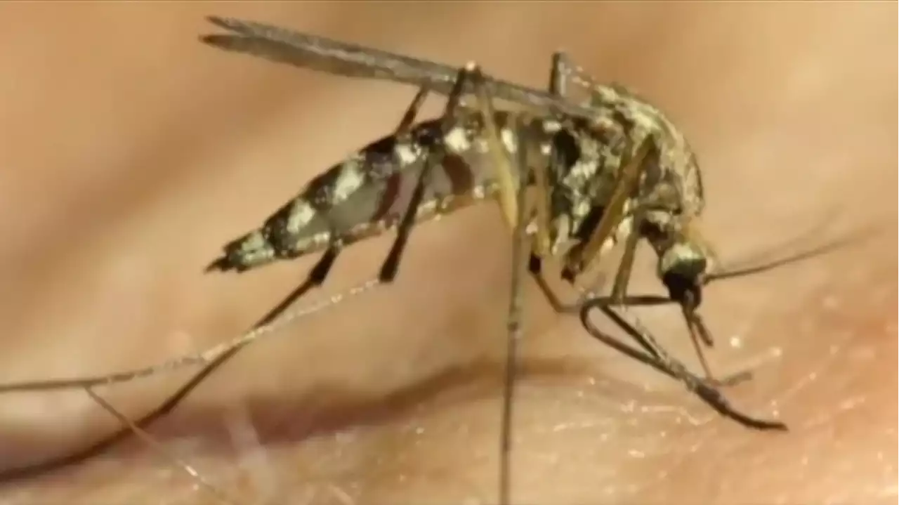 How To Protect Yourself After First Human Cases Of West Nile Virus Identified In Pennsylvania