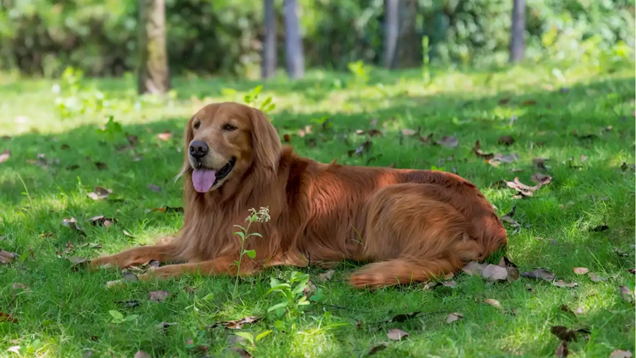 How to keep your dog and other pets cool in the heat