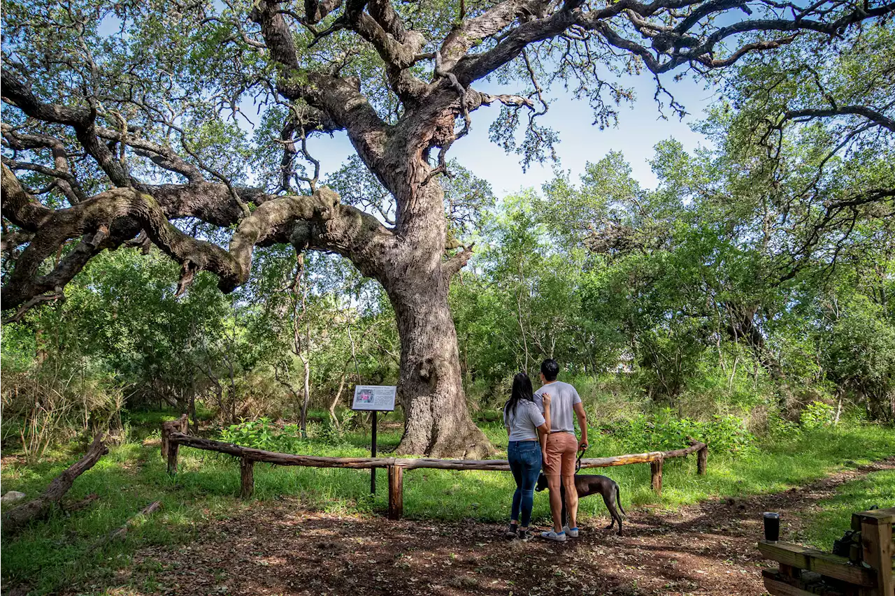 New book celebrates Hardberger Park in San Antonio