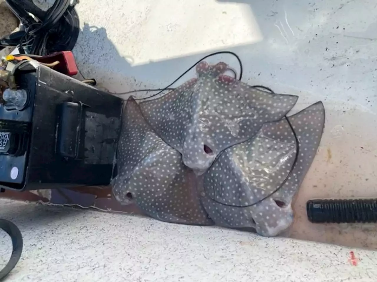 Massive spotted eagle ray jumps into family’s boat during fishing rodeo