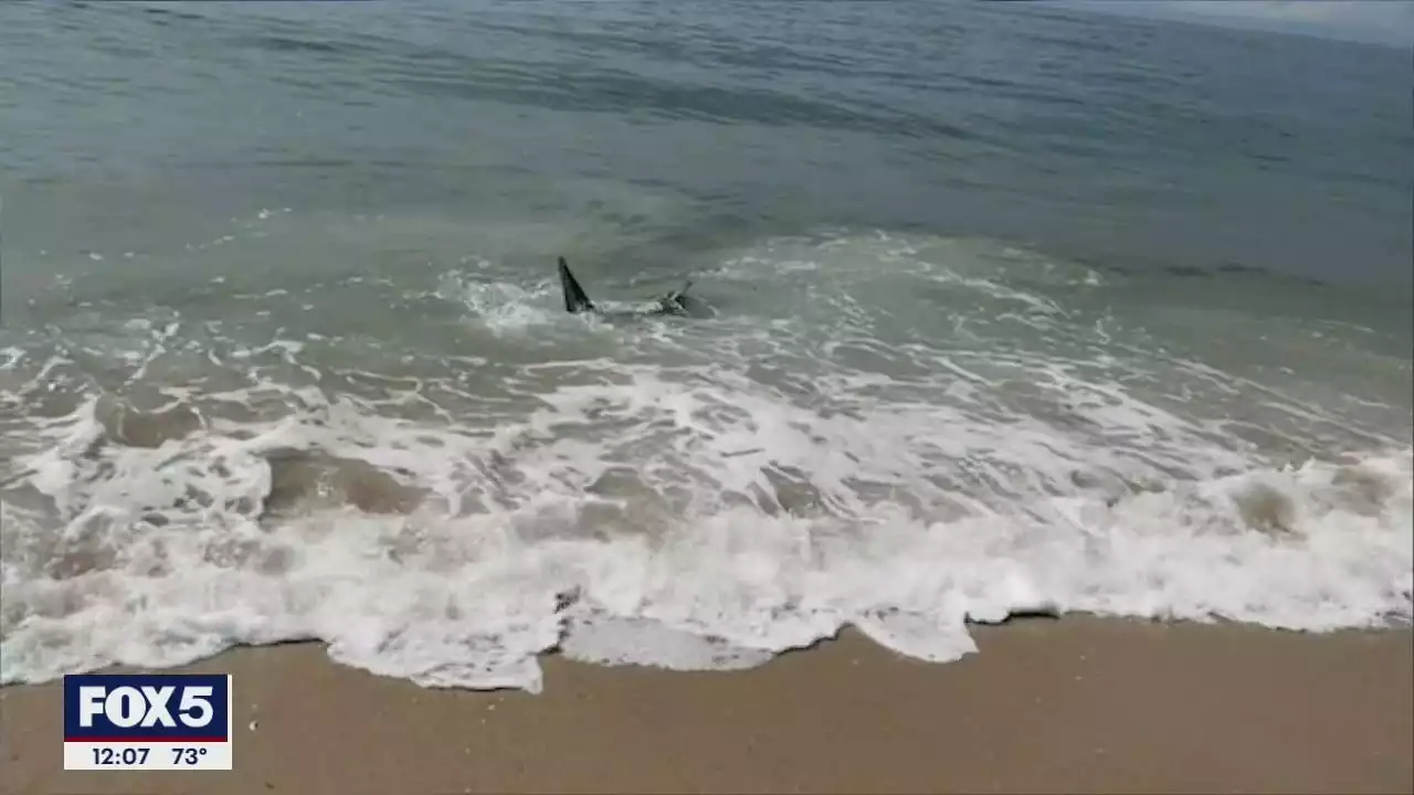 Shark patrols to increase at Long Island beaches