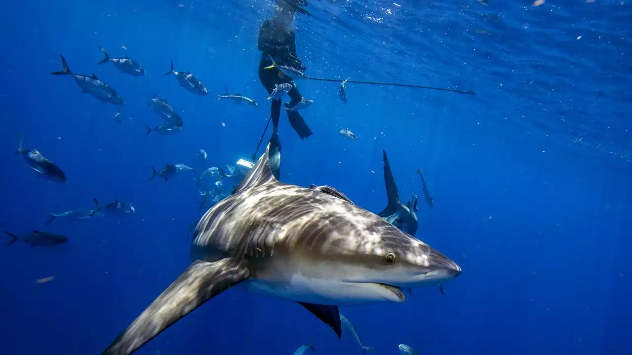 More shark sightings close East Coast Beaches