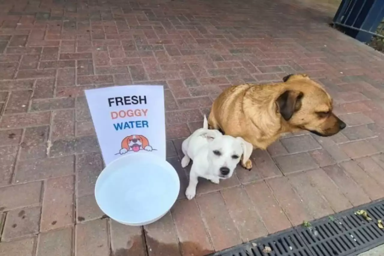 Meet the Glaswegians who leave WATER out to help struggling dogs during heatwave