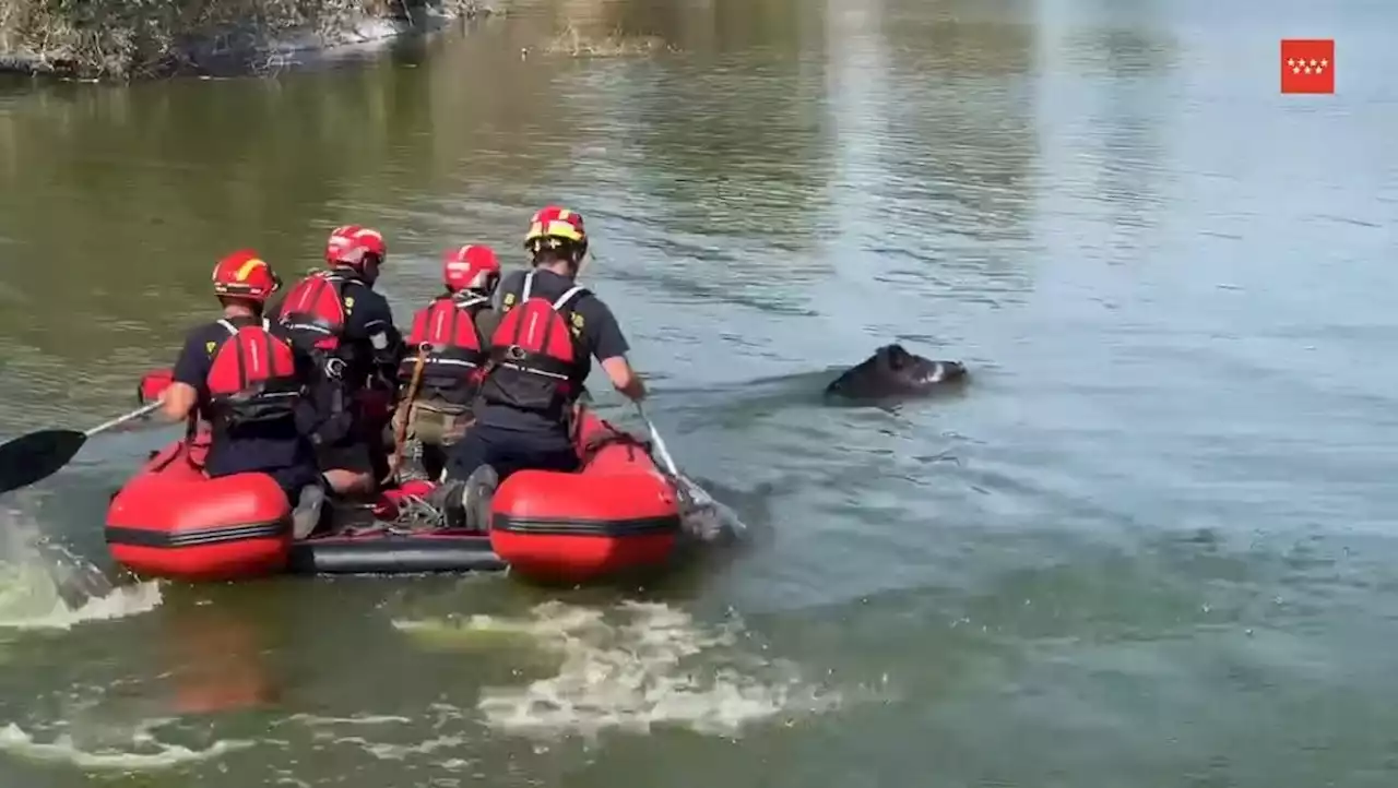 Wild boar rescued from pond in Spanish golf course amid heatwave