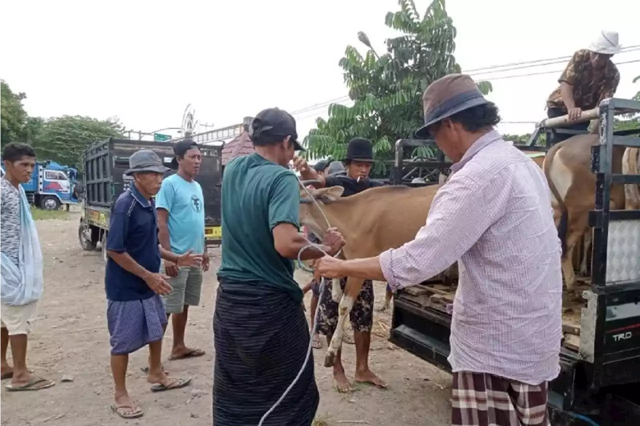 Nasib Pasar Hewan di Lombok Tengah Saat Wabah PMK: Carut marut