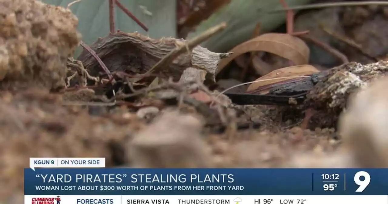 Several plants stolen from Tucson resident's front yard