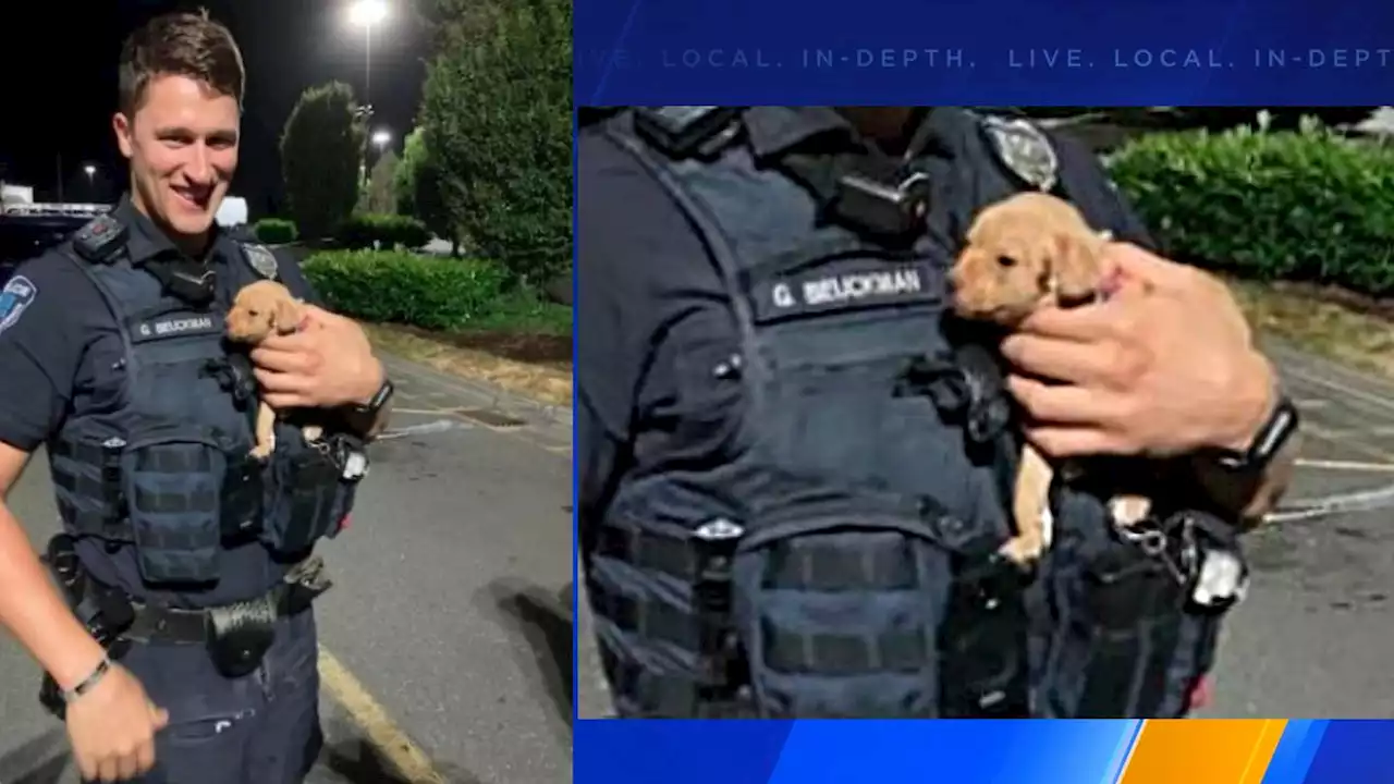 Police looking for owner of puppy left in shopping cart during Mount Vernon shooting