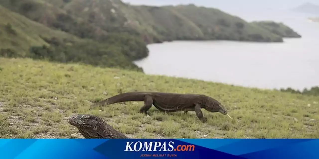 Tiket TN Komodo Naik Rp 3,75 Juta, HPI NTT: Ada Aksi Lanjutan Jika Tak Dibatalkan