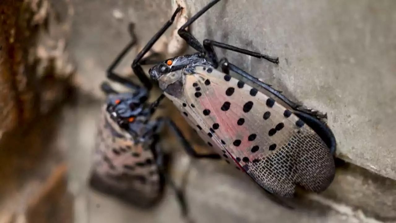 Invasive pest ready to swarm and eat its way across America