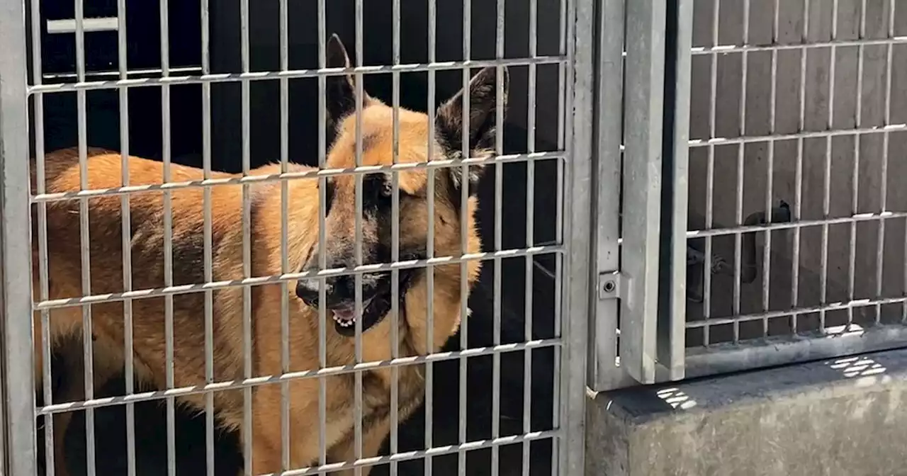 'It's inhumane': Dogs at L.A. animal shelters go weeks or months without being walked