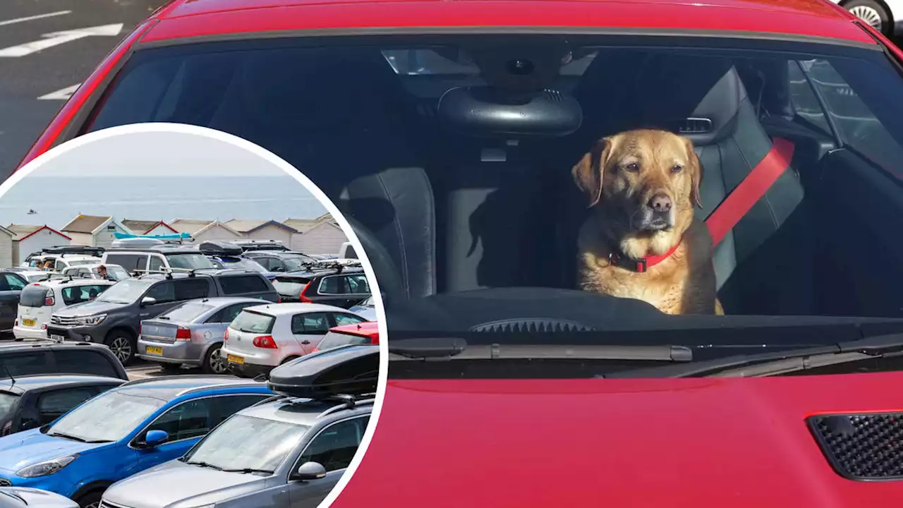 What should I do if I see a dog shut in a hot car?