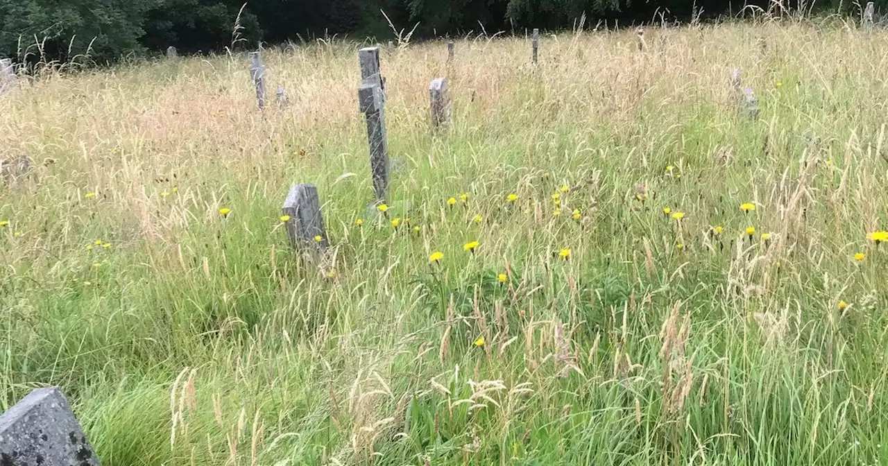 Daughter heartbroken as parents' grave 'lost' in overgrown churchyard