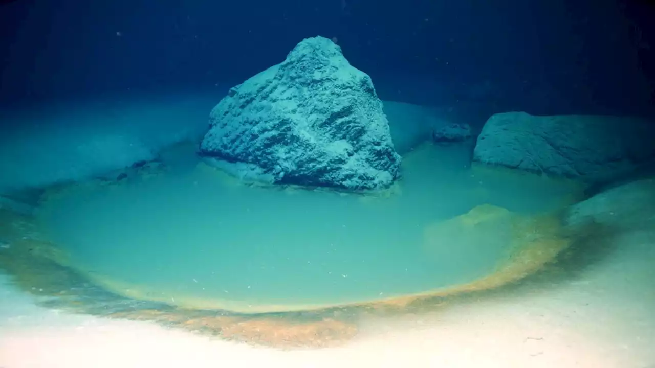 'Unlucky' creatures that enter rare Red Sea brine pools are immediately stunned to death