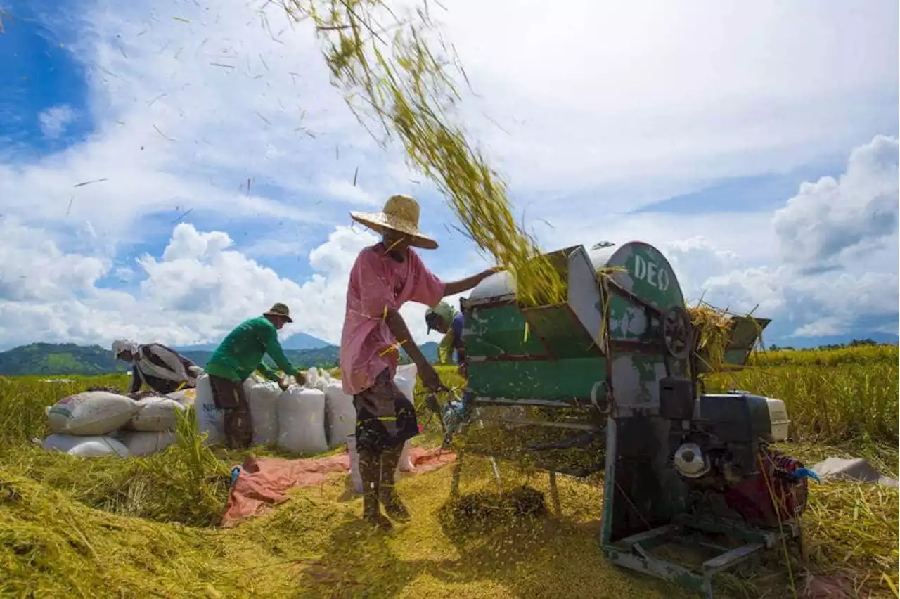 Marcos urged to grant farmers ‘much-needed’ cash aid, food production subsidies