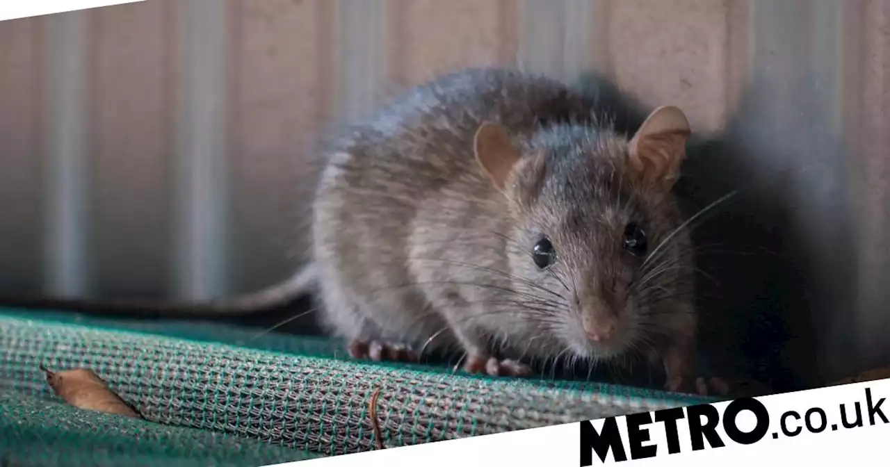 Mystery 'nosebleed virus' which killed three identified as 'rat fever'