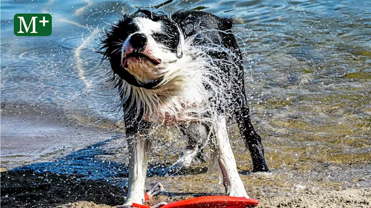 So verschaffen Sie Hund, Katze und Co. eine Abkühlung