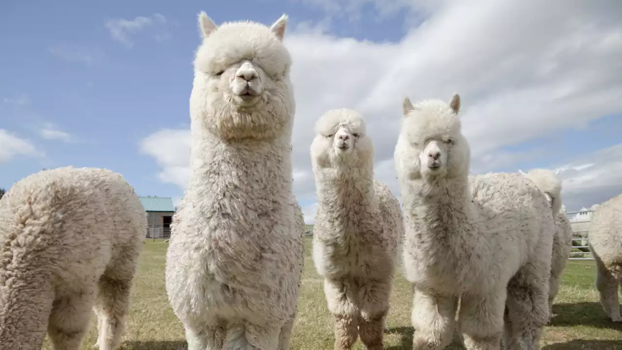 Alpaca, facts and information