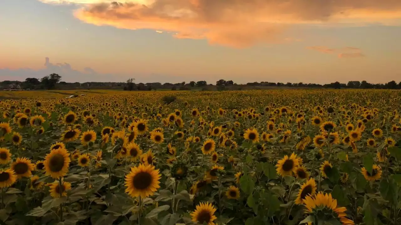 5 Sunflower Fields in Illinois to Visit This Summer