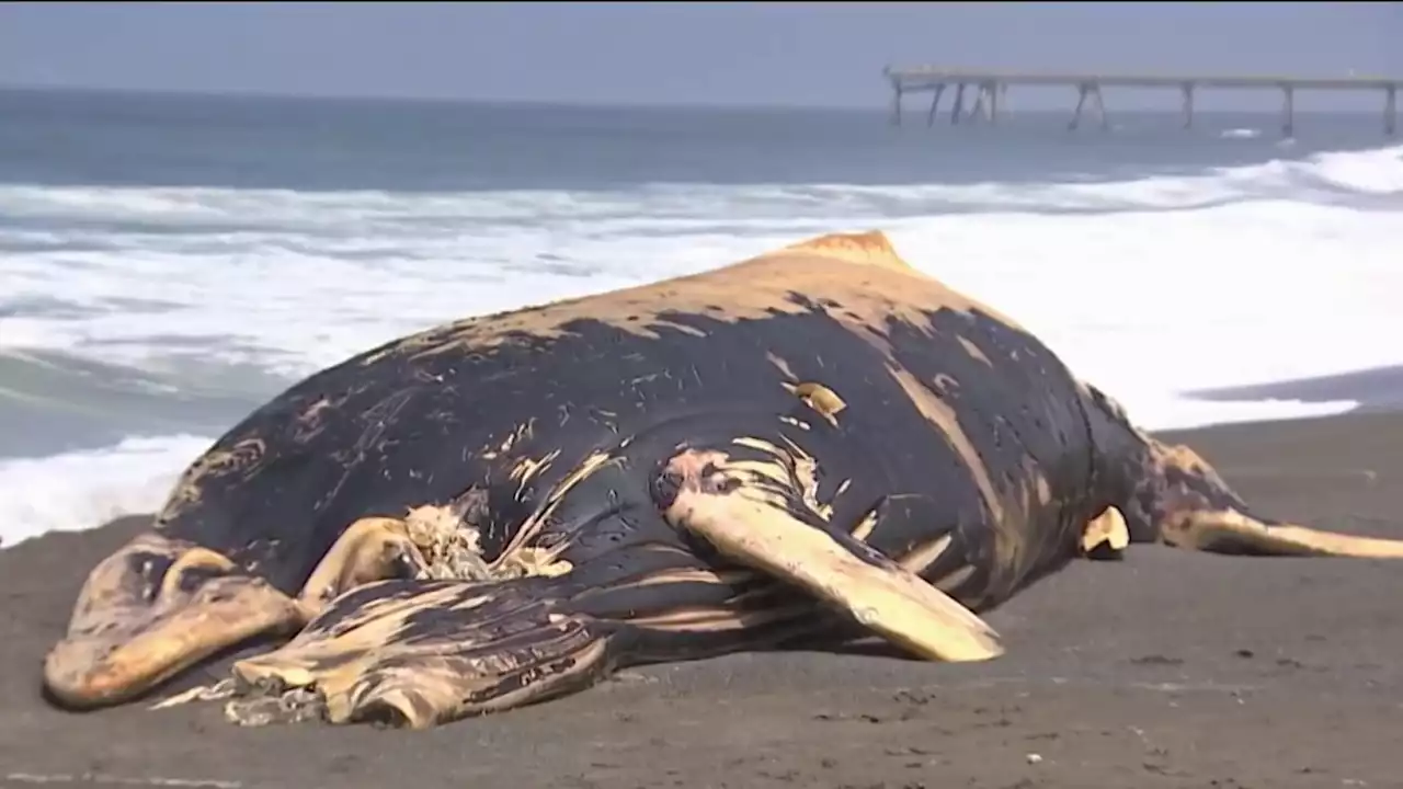 Dead Whale Washes Ashore in California Bay Area