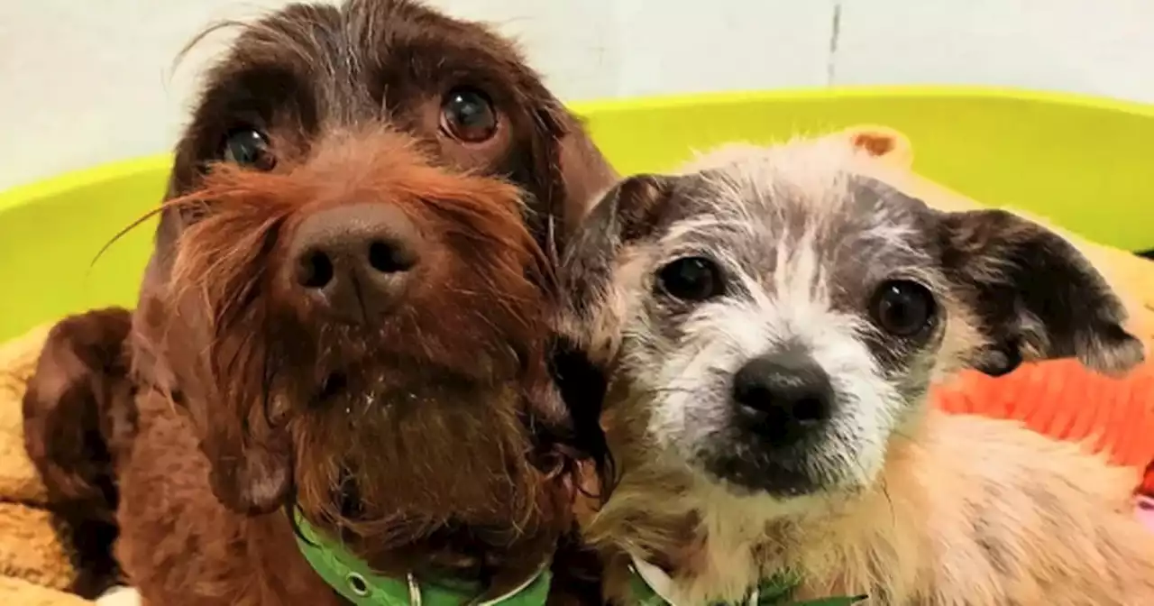 Two neglected best friend dogs seeking new home together