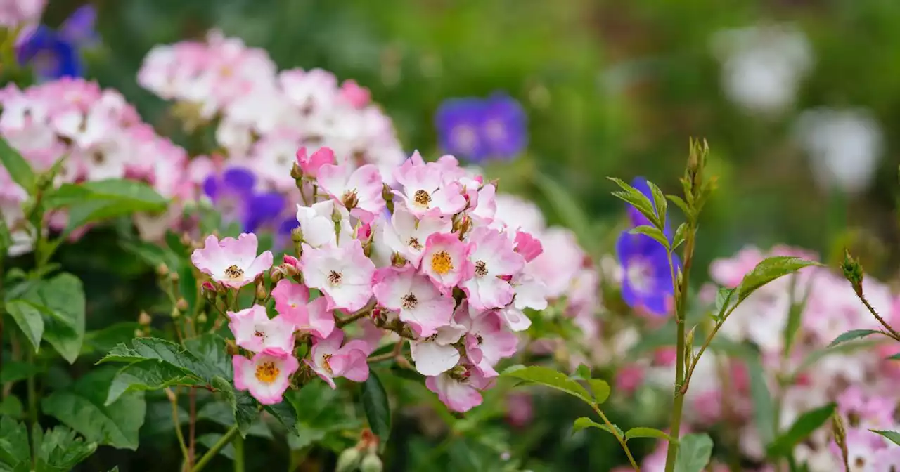 The heatwave watering mistake to avoid plants dying