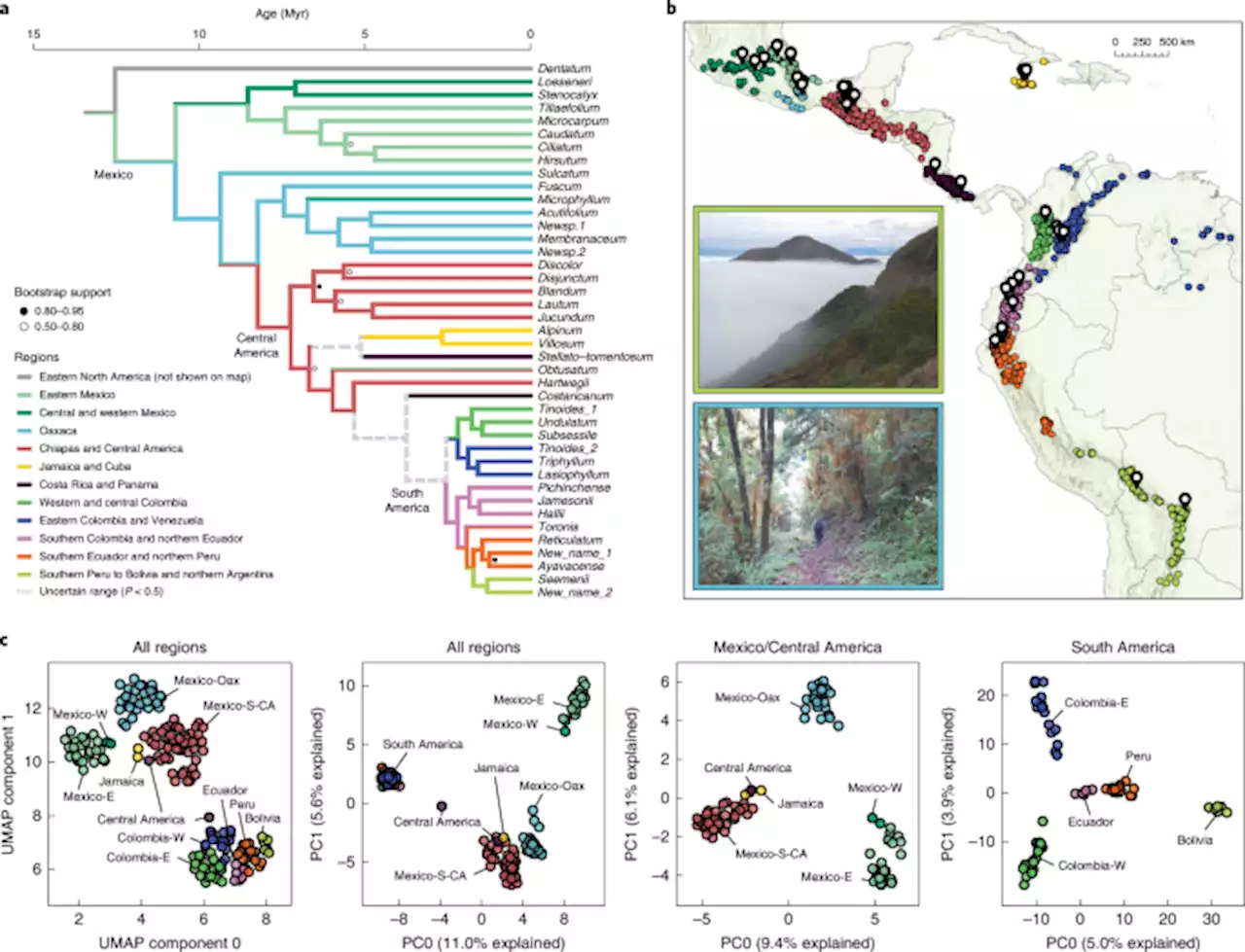 Replicated radiation of a plant clade along a cloud forest archipelago - Nature Ecology & Evolution