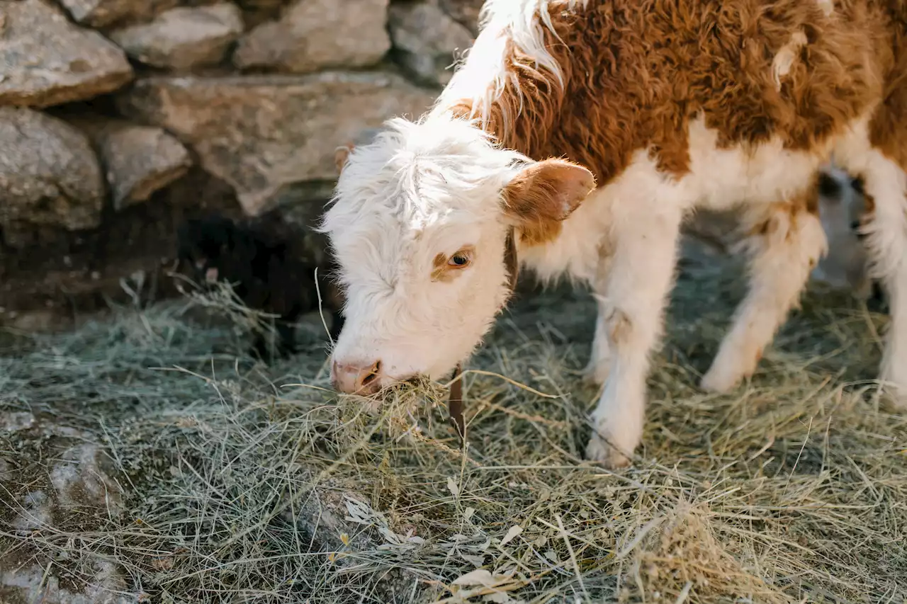 We're one key step closer to buying lab-grown burgers