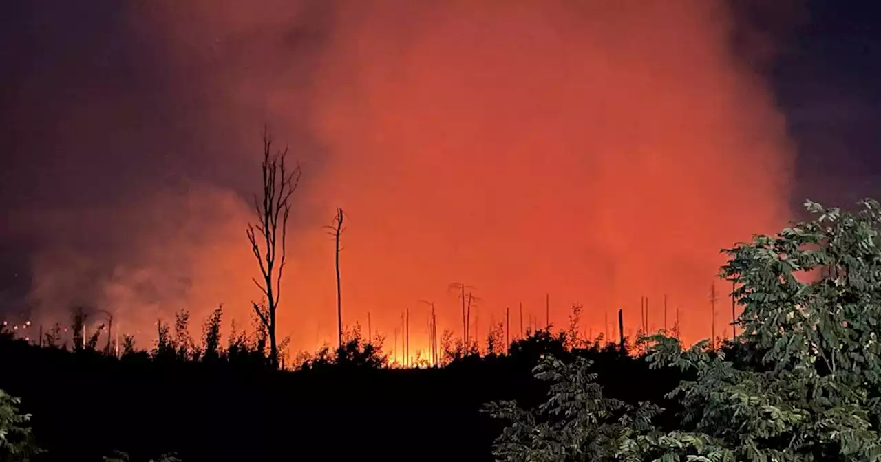 Sorge vor Waldbränden: In der Holzindustrie schrillen die Alarmglocken