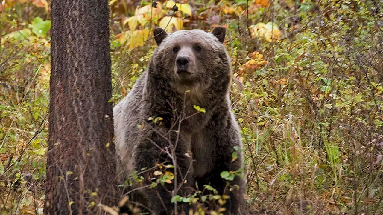 Grizzly bear which mauled woman to death in Montana had become 'food-conditioned'