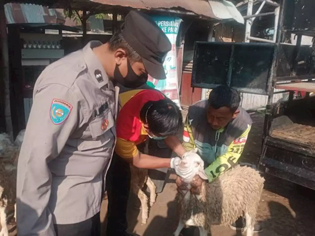 Polisi Ikut Penyekatan Ternak Masuk Solo, Ratusan Kambing Diperiksa