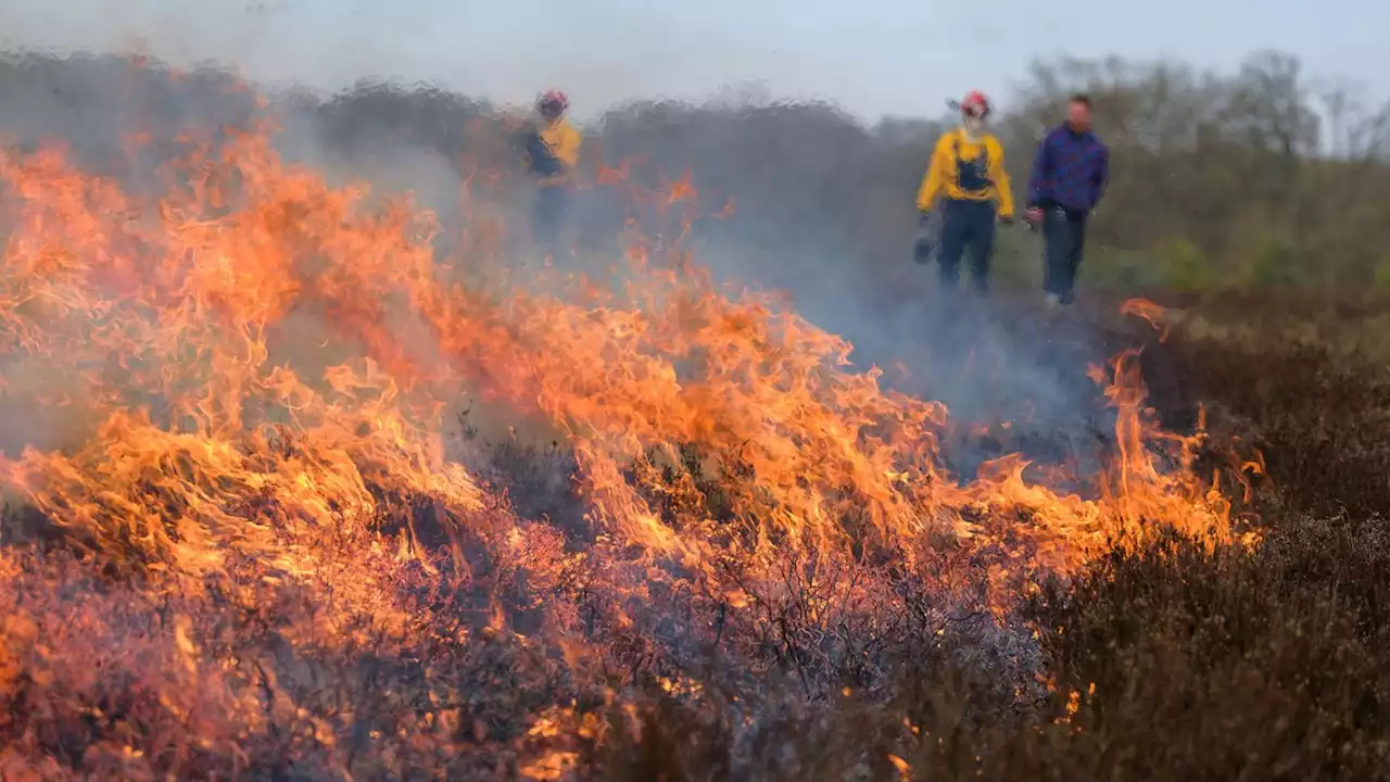 Höchste Waldbrandwarnstufe in Deutschland. Ein Funke reicht. Sind wir vorbereitet? Überhaupt nicht, sagt ein Experte