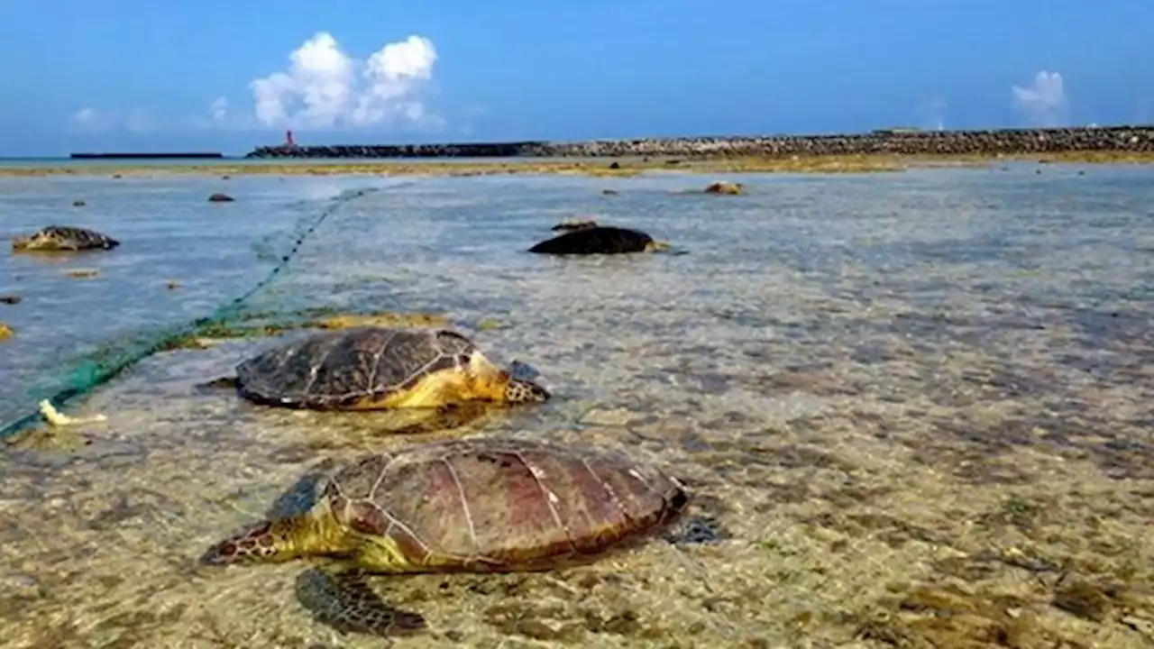 Un pescador mató a puñaladas a decenas de tortugas protegidas